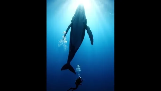 网红福利 - 深蓝星球：探索海洋深处的未知世界